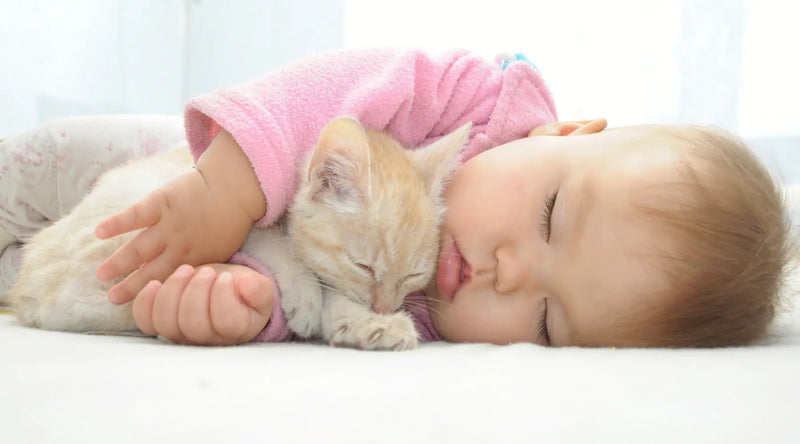 Cat Napping