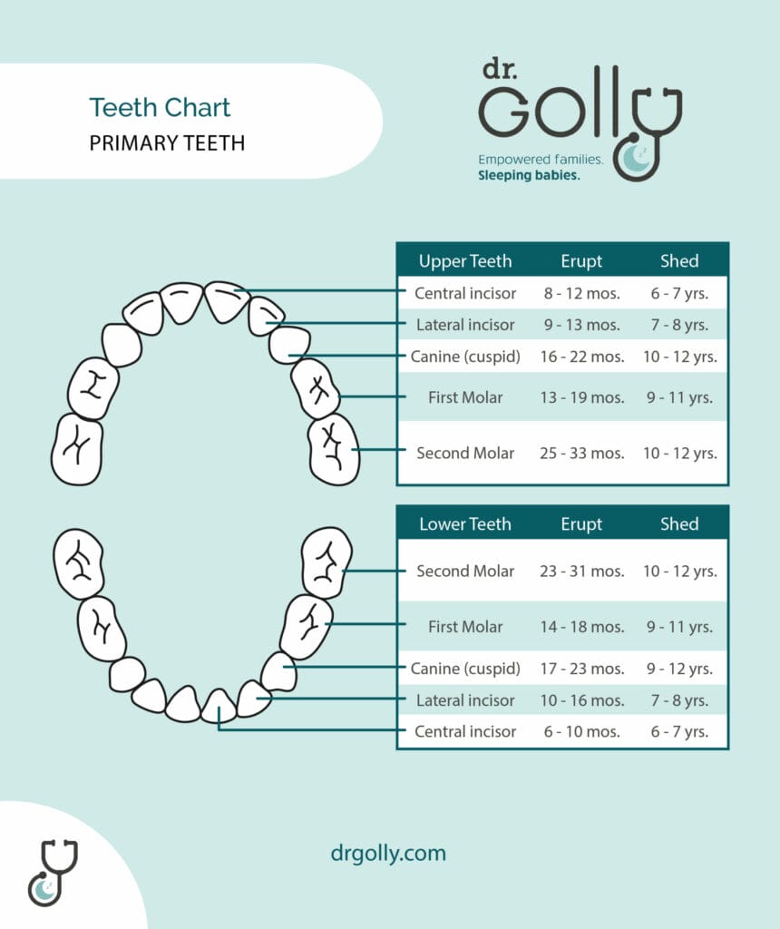 baby teething chart